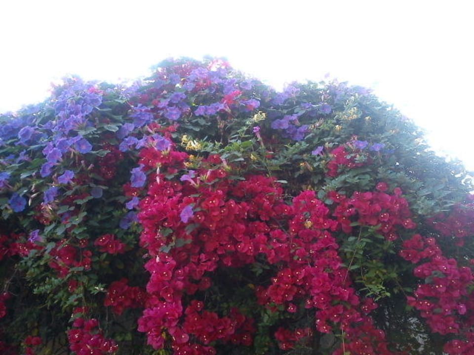 Blumen ohne Ende  The Orangers Beach Resort and Bungalows