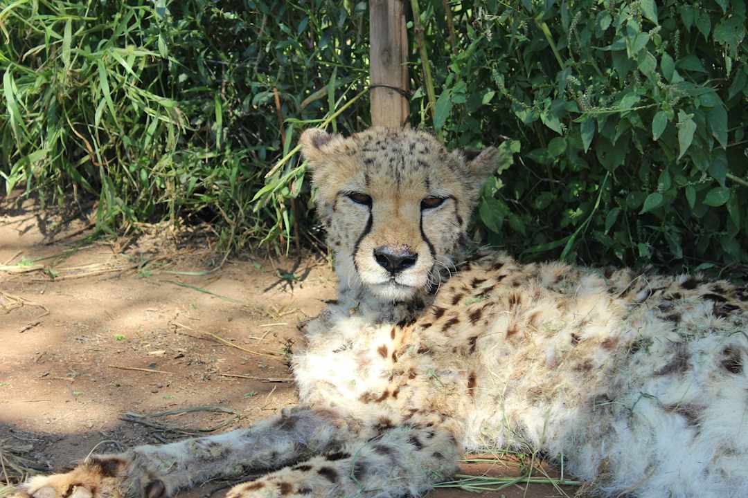 Ausflug zur Farm von Alex Rooms The Elegant Farmstead
