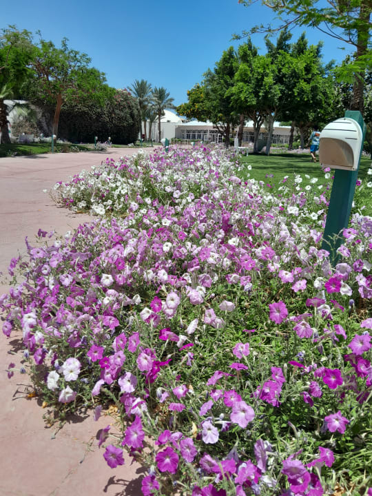 Gartenanlage Desert Rose