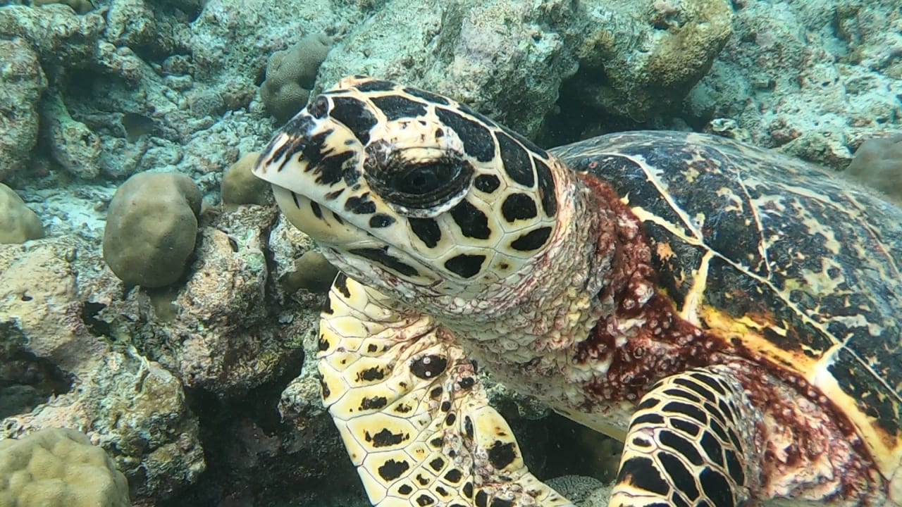 Sport & Freizeit NH Collection Maldives Reethi Resort