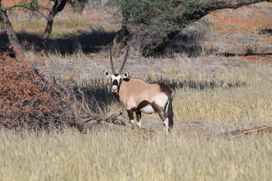Oryx vom Game Drive angeboten durch die Lodge  Camelthorn Kalahari Lodge