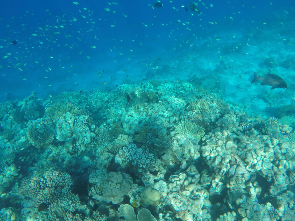 Traumhafte Unterwasserwelt Komandoo Island Resort & Spa - Adults only