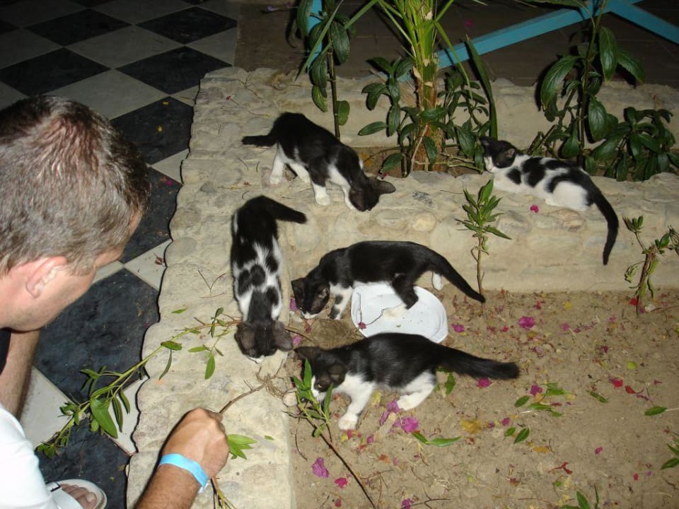 Hotelkatzen Giftun Azur Resort