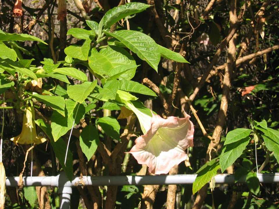 Garten Guest House Tolip Street Corner Fourth Avenue