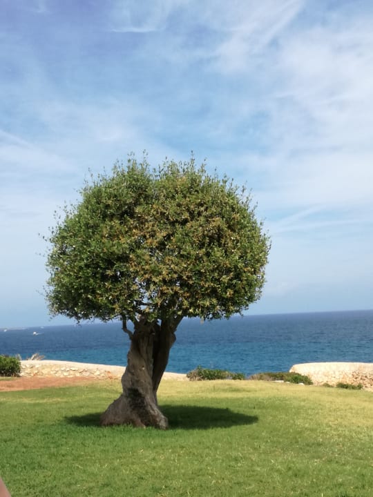 Gartenanlage blau punta reina