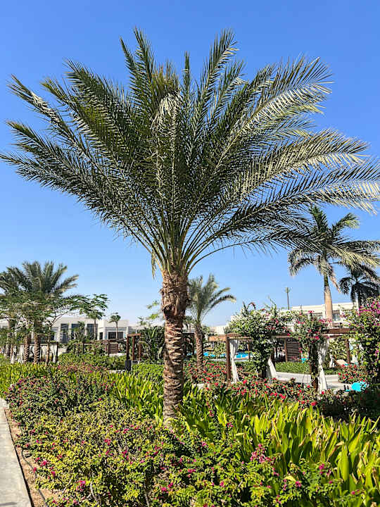 Gartenanlage Steigenberger Resort Ras Soma