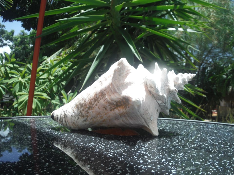 Gartenanlage Don Genaro Apartments