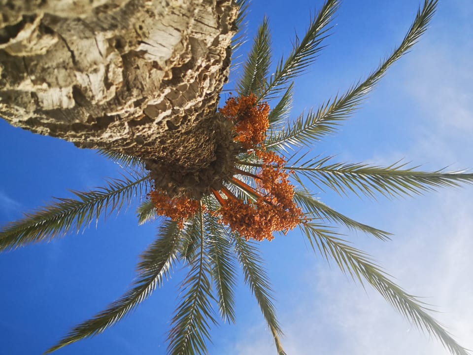 Gartenanlage Hotel Marhaba Club