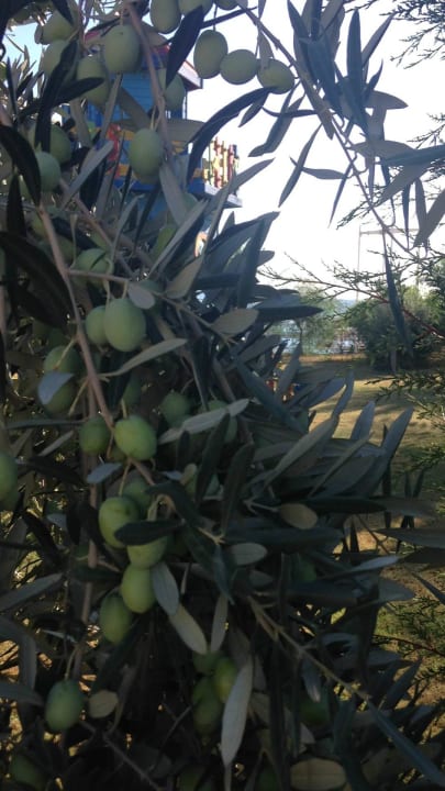 Garten Seaden Sea Planet Resort & Spa