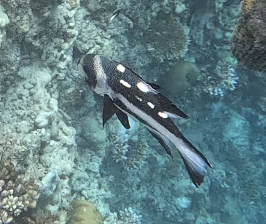 Sport & Freizeit Sun Siyam Vilu Reef