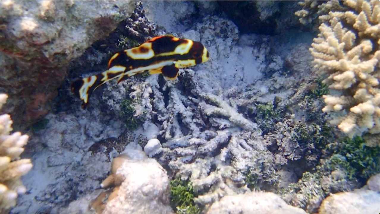 Sonstiges Vilamendhoo Island Resort & Spa