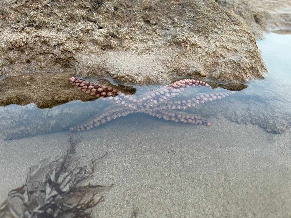 Strand Hotel Jardim do Vau