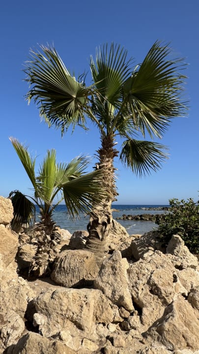 Strand Pickalbatros Citadel Resort