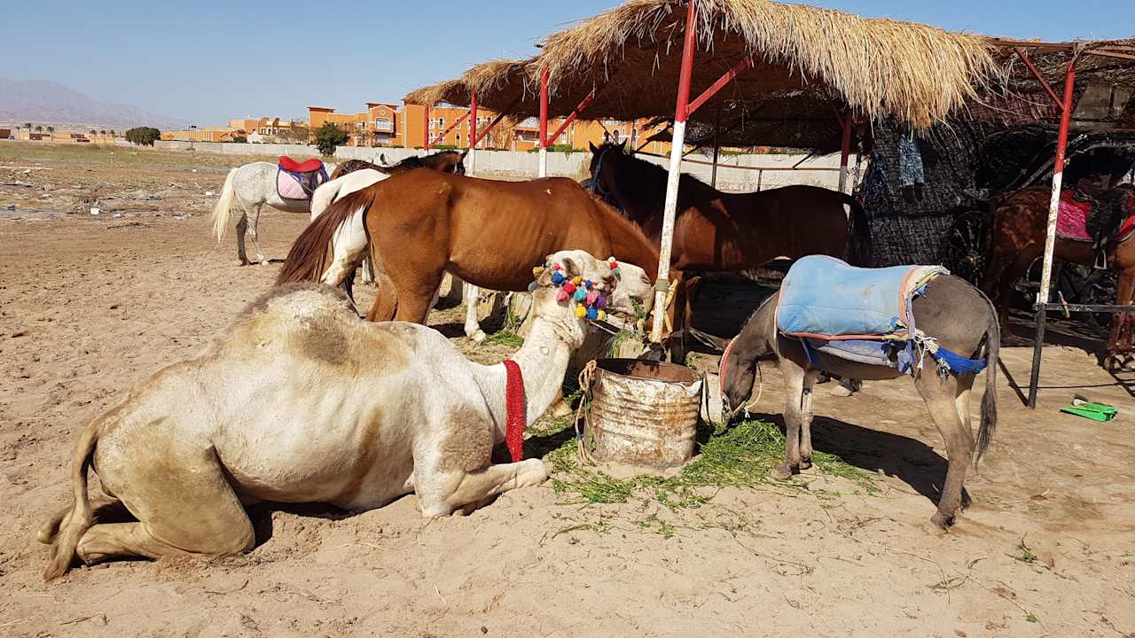 Strand Sentido Caribbean World Soma Bay
