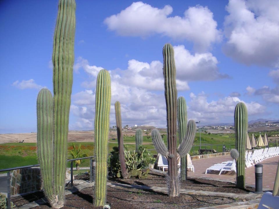 Kaktusgarten H10 Playa Meloneras Horizons Collection