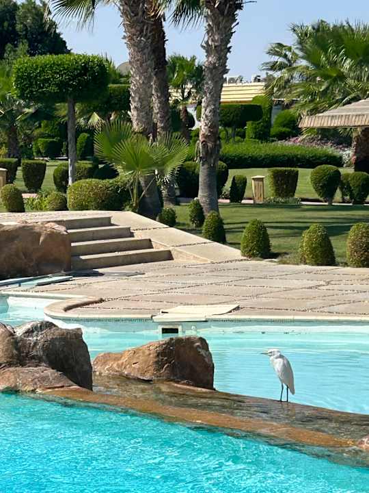 Pool Wadi Lahmy Azur Resort