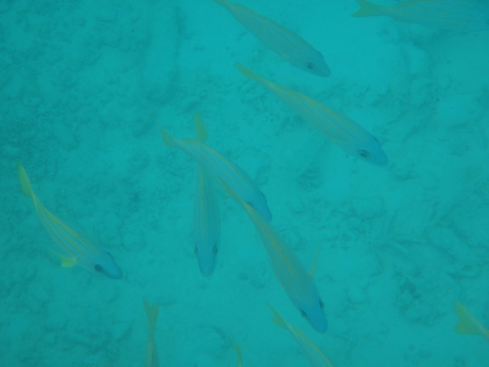 Unterwasserwelt Cinnamon Dhonveli Maldives