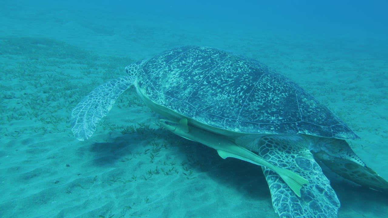 Sport & Freizeit Three Corners Equinox Beach Resort