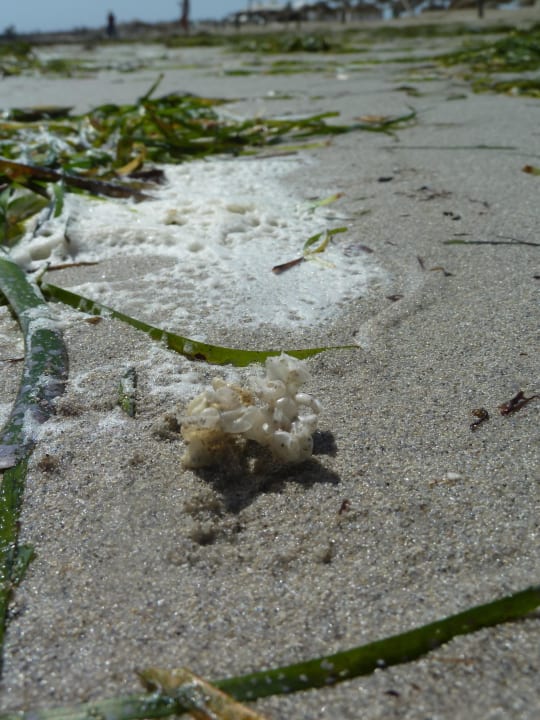 Was ist das? Djerba Aqua Resort