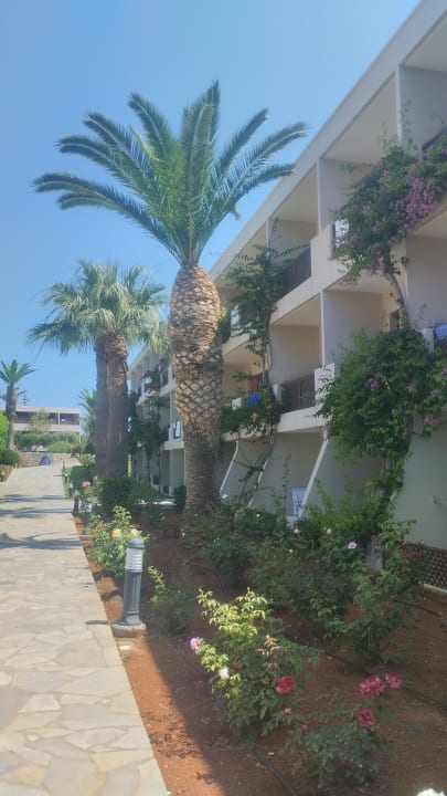 Gartenanlage allsun Hotel Malia Beach