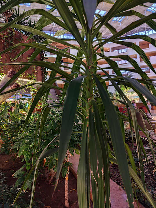 Lobby Atlas Amadil Beach Hotel