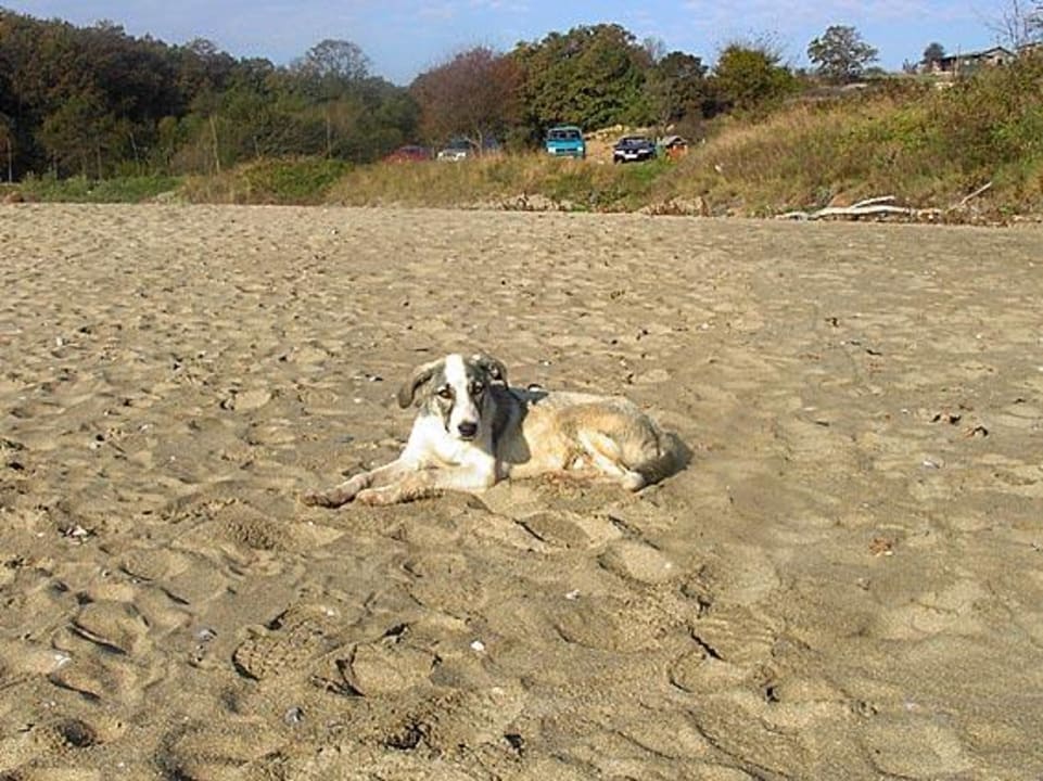 Hund Bella Vista Beach Club