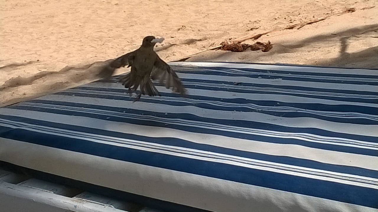 Воробей на взлетке Marlin Inn Azur Resort