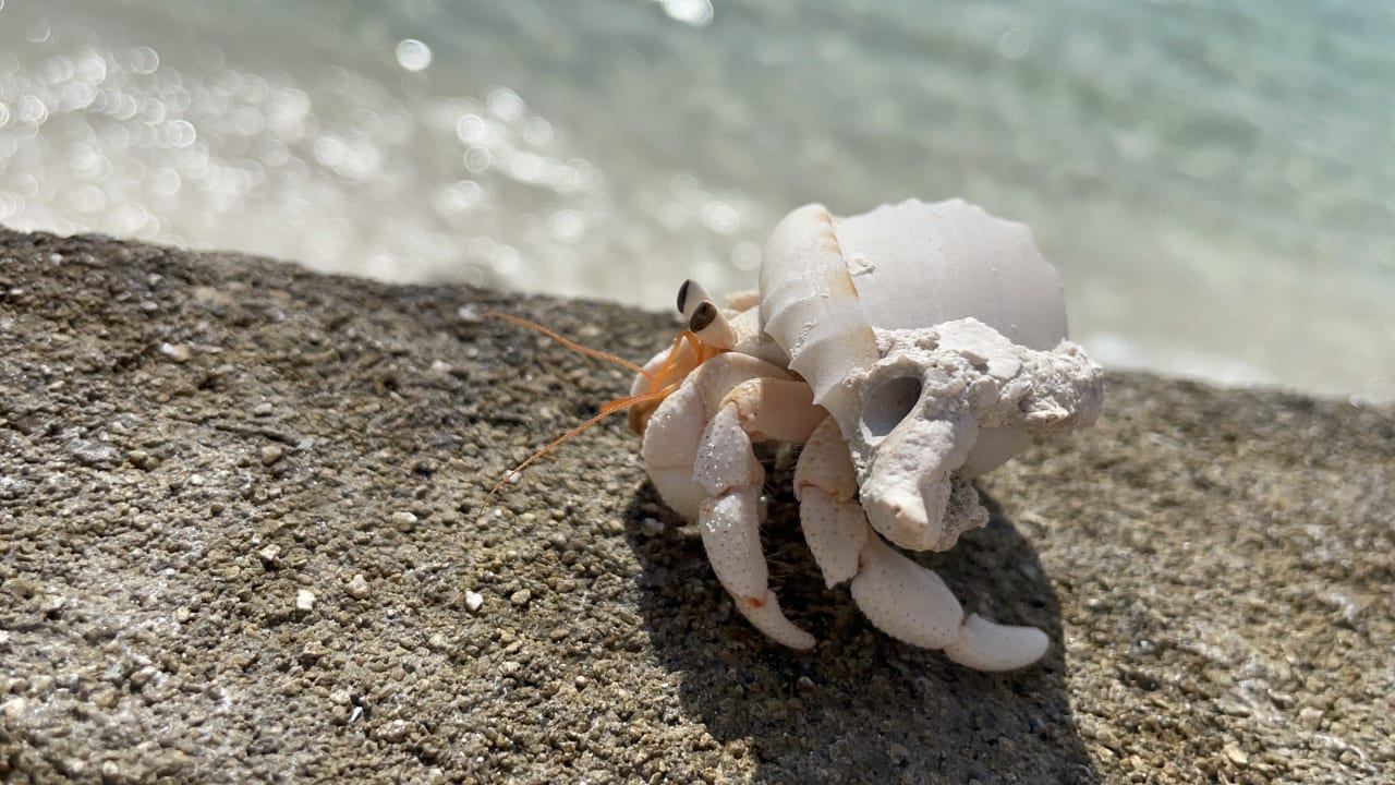 Strand Summer Island Maldives