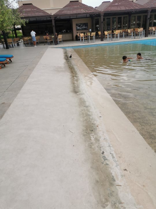 Pool Miramar Al Aqah Beach Resort