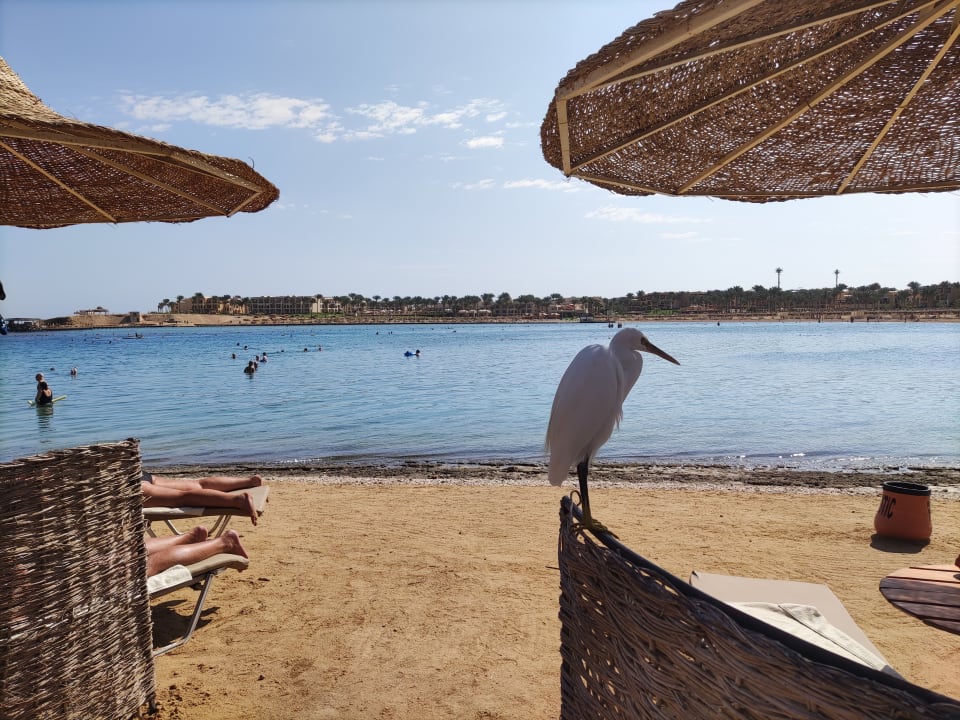 Strand Steigenberger Coraya Beach - Adults only