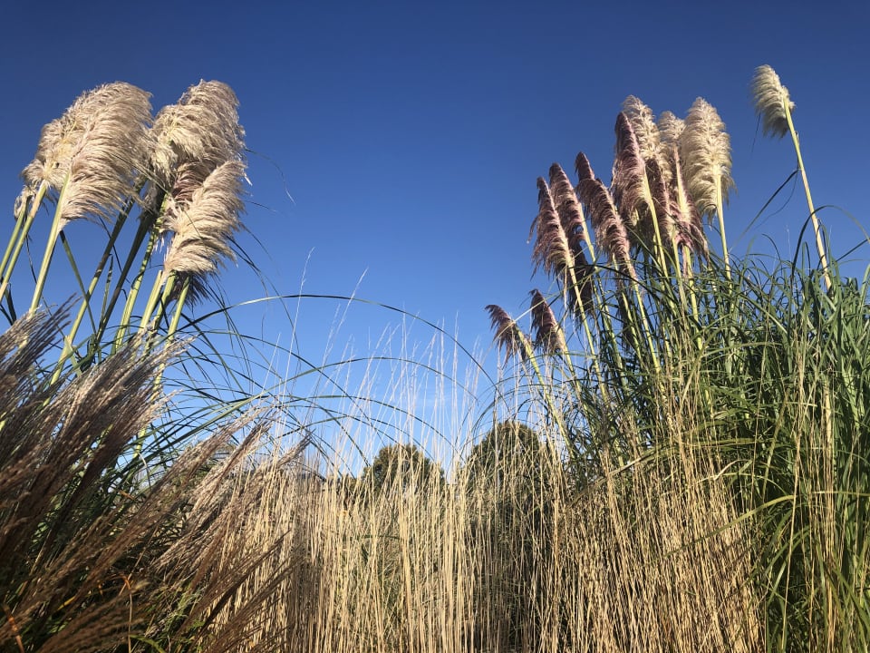 Gartenanlage Ferienwohnungen Ferienpark Weissenhäuser Strand