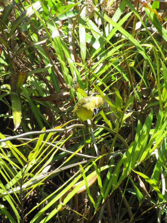 Flora und Fauna Hotel Southern Palms Beach Resort