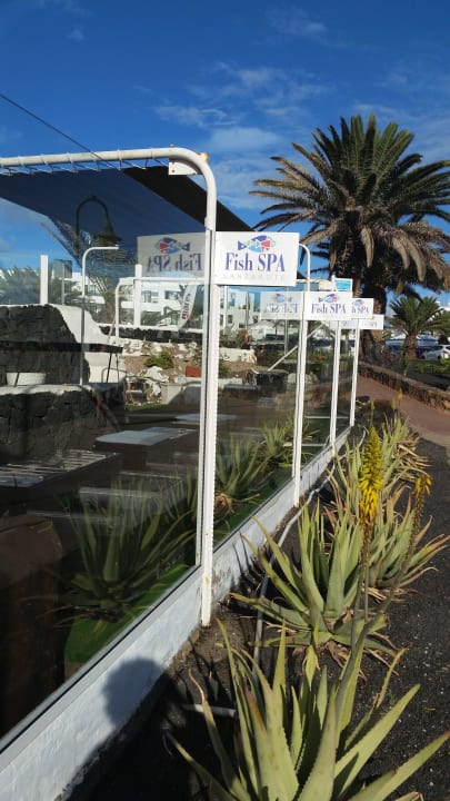 Dr. Fish bekämpft Hornhaut an den Füßen Hotel Grand Teguise Playa