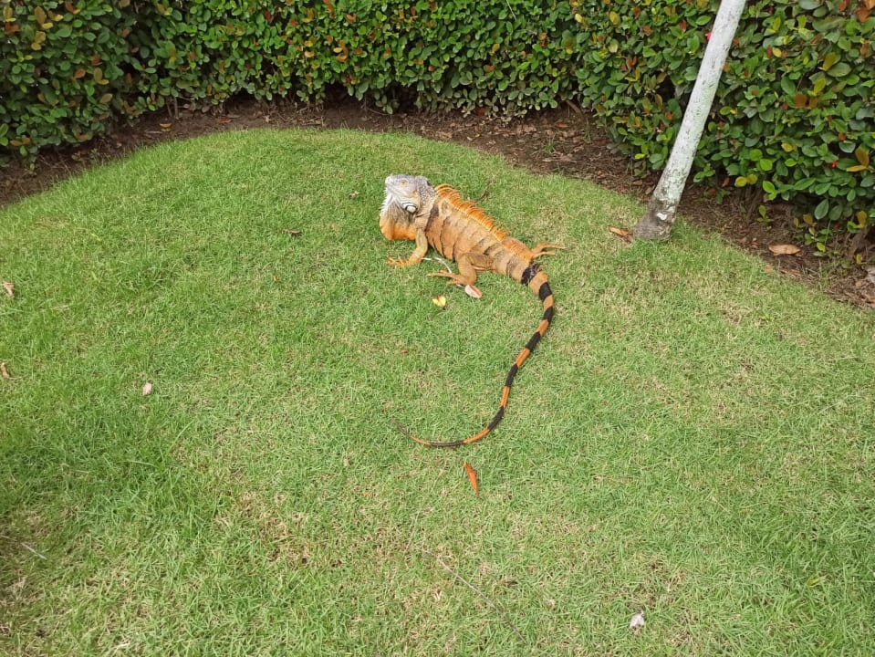 Gartenanlage Caribe Deluxe Princess