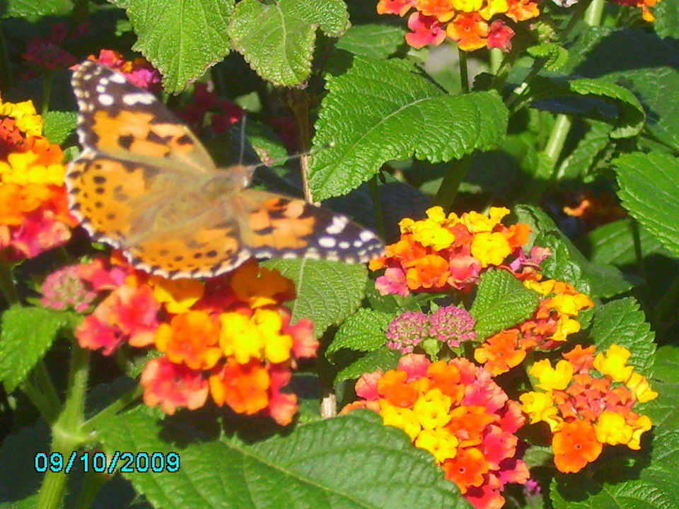 Ein großer Schmetterling Hotel El Mouradi Cap Mahdia