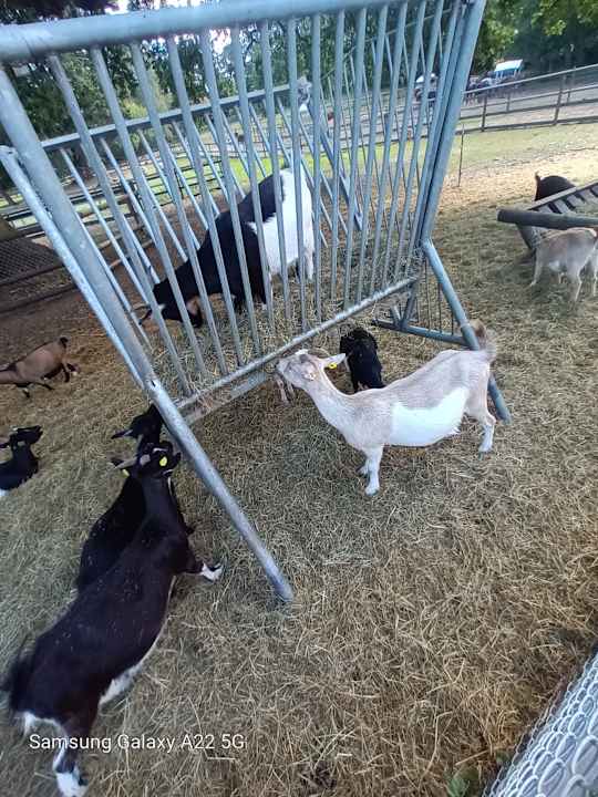 Gartenanlage Bernsteinschloss