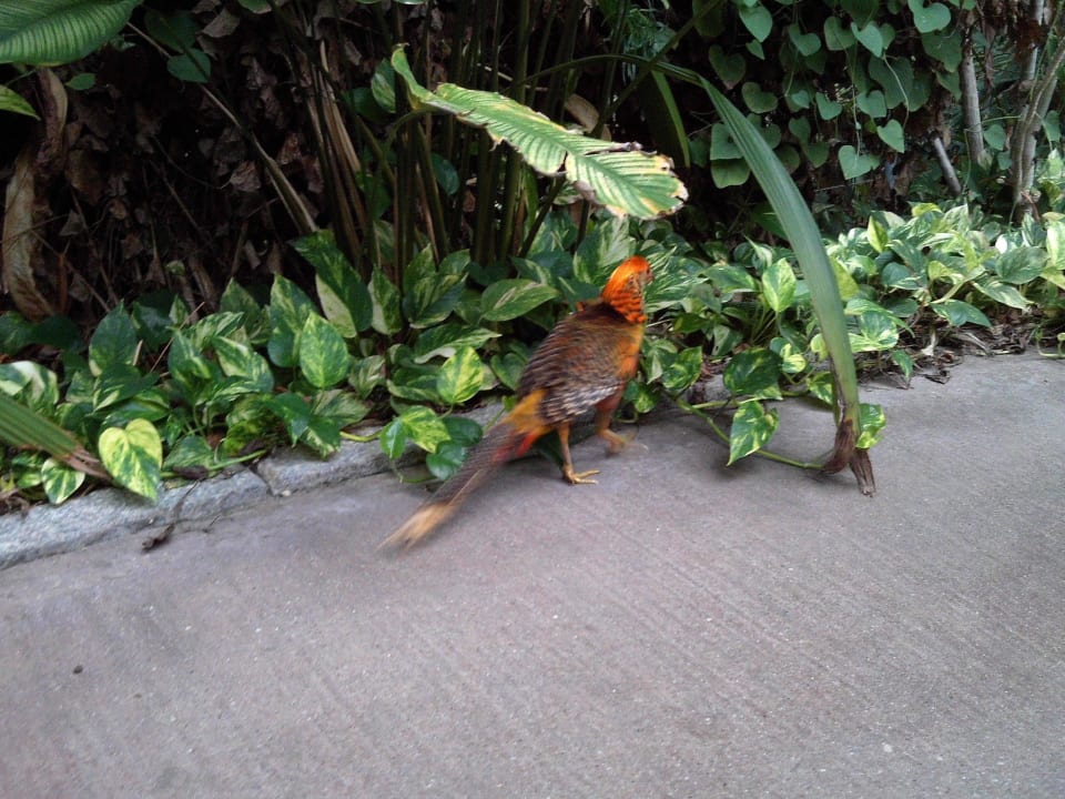 Im Regenwald Tropical Islands Resort