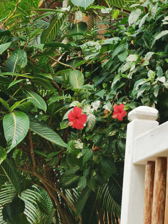 Gartenanlage Tropical Islands Resort