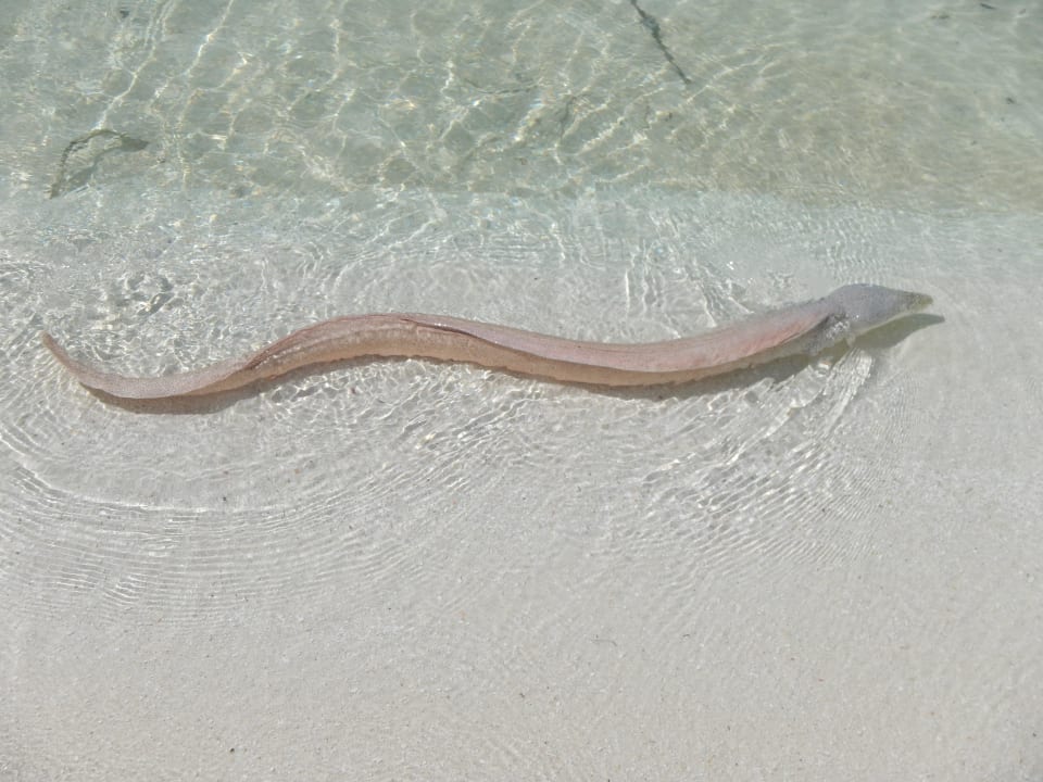 Muräne Eri Maldives