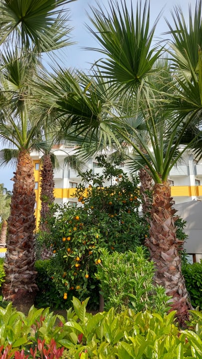 Gartenanlage Hane Family Resort