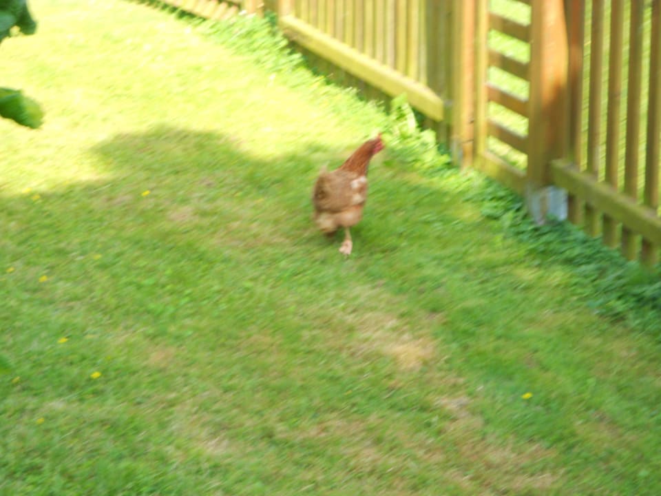 Neugierige Hühner 2012 Pension Salzingerhof