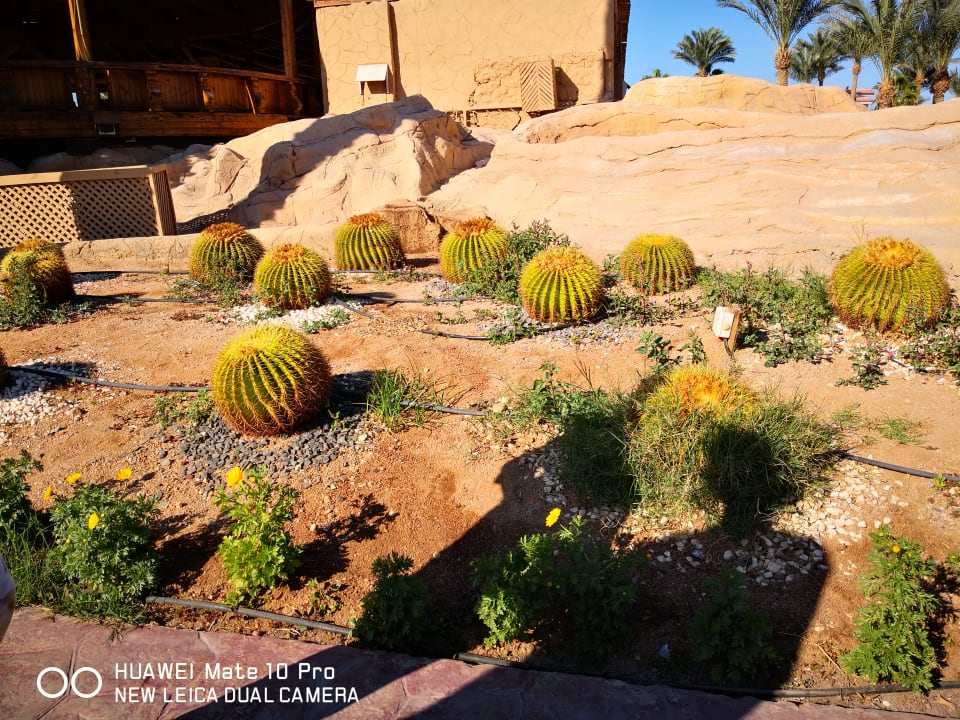 Gartenanlage Parrotel Beach Resort