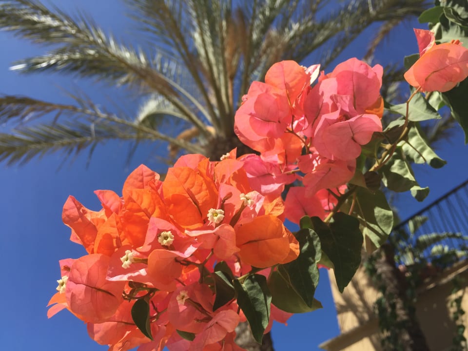 Gartenanlage Grupotel Playa de Palma Suites & Spa