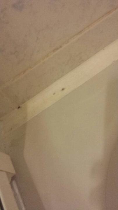 Schimmel AQI Pegasos World