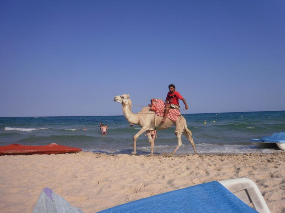 Kamelreiten Hotel Nesrine