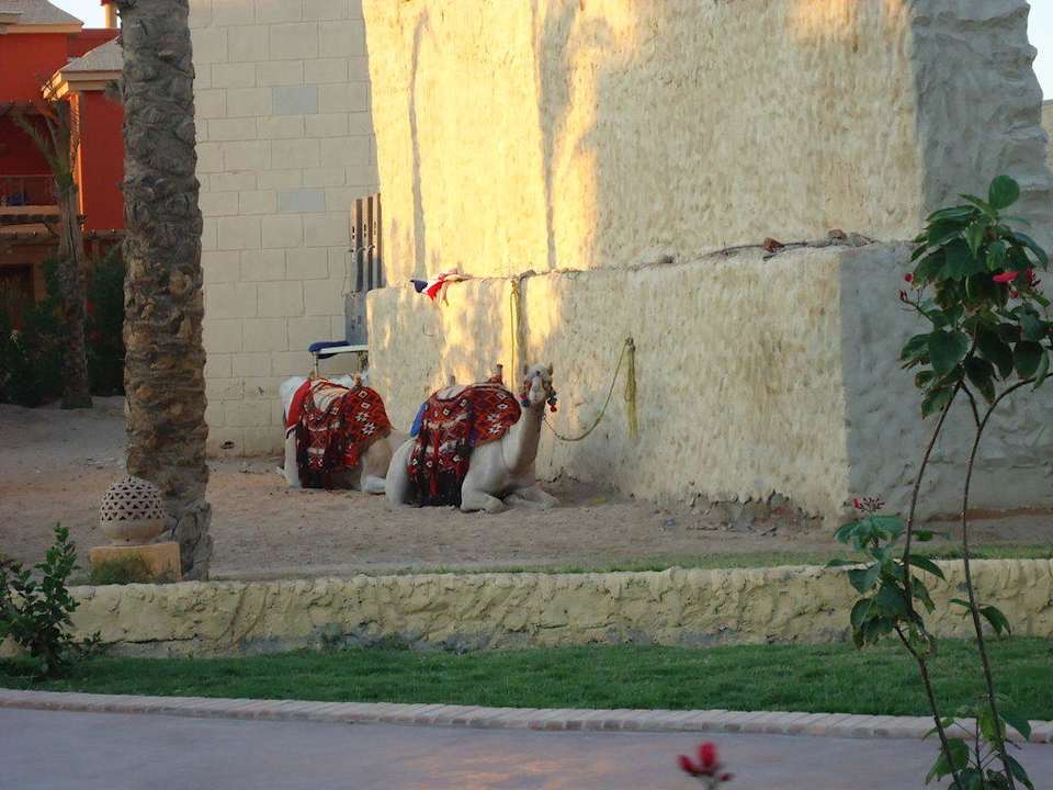 Верблюды Pickalbatros Alf Leila Wa Leila Resort - Neverland Hurghada