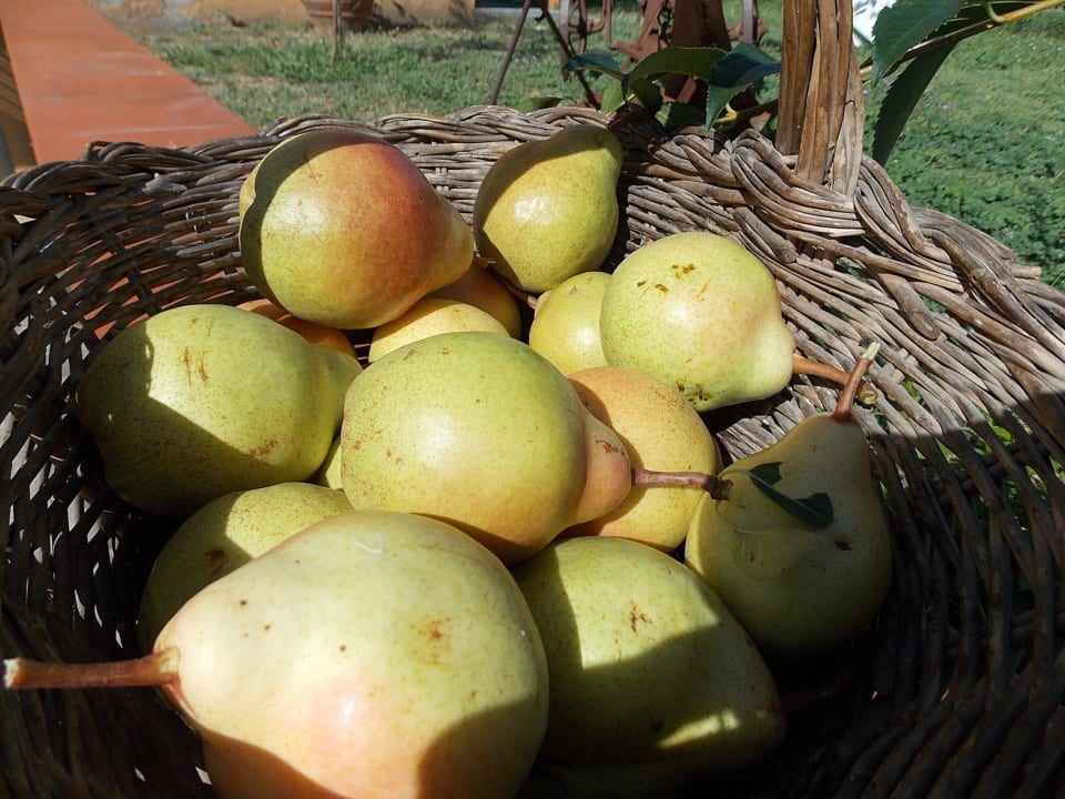 Raccolto di pere Bed & Breakfast Tuscany Nice Stay