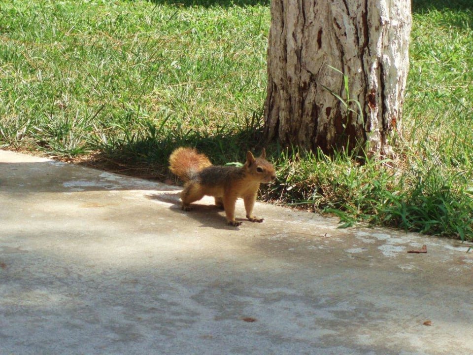 La nature près de vous Kustur Club Holiday Village