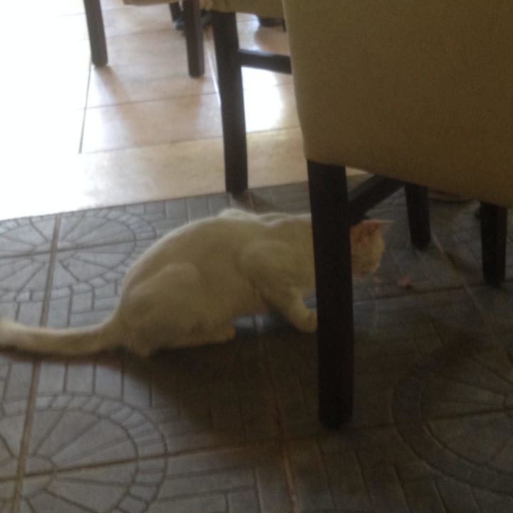 Die Katzen waren auch jeden Abend zum Essen. Club Turtas Beach Hotel