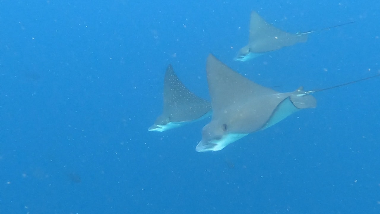 Sport & Freizeit NH Collection Maldives Reethi Resort